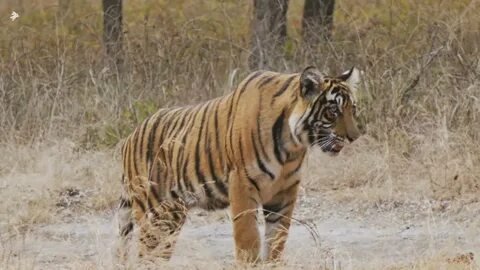 Royal Bengal Tiger in MP Forests